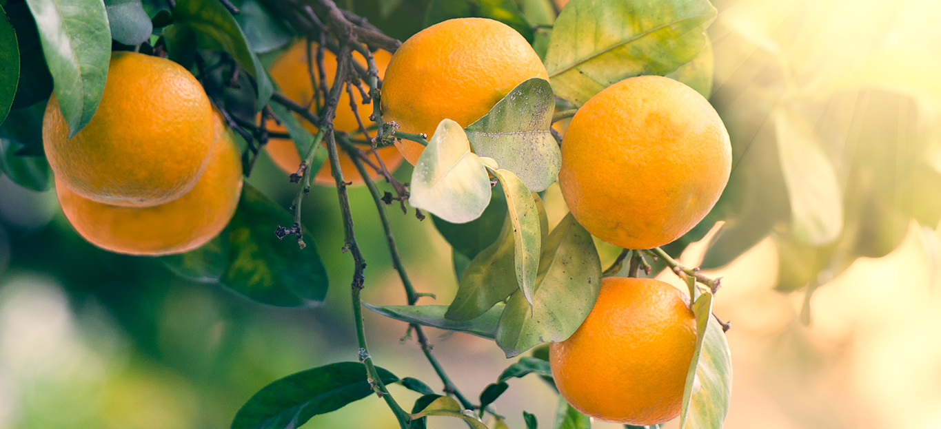 Fruit Tree