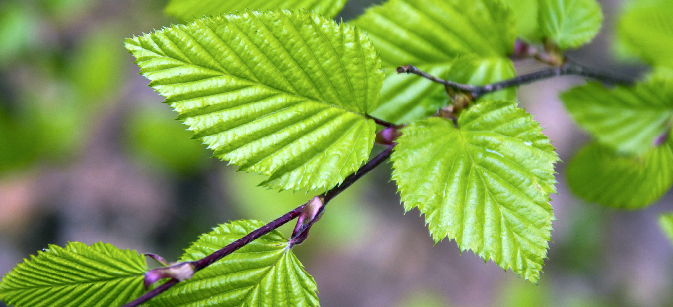 hornbeam