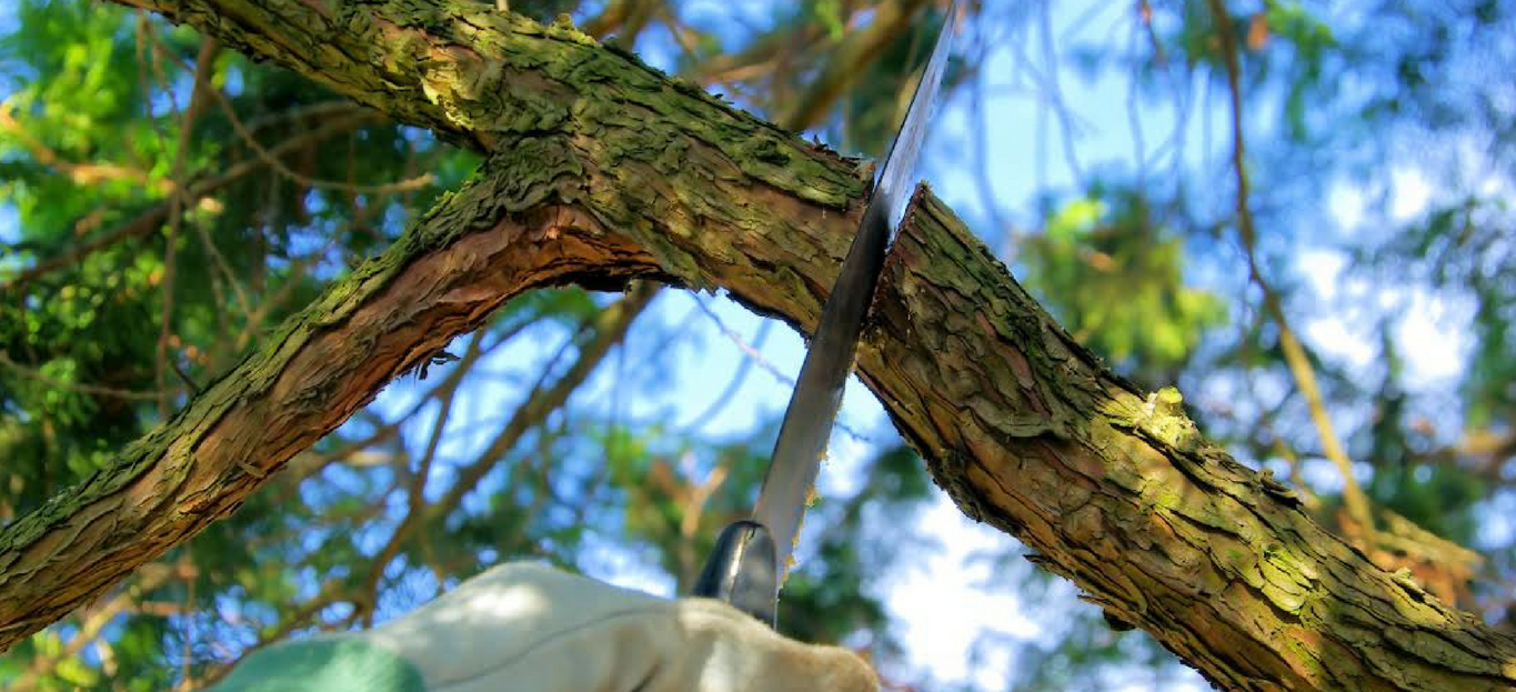 Premier Tree